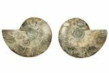 Cut & Polished, Agatized Ammonite Fossil - Madagascar #223193-1